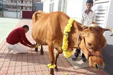 makara-sankranti